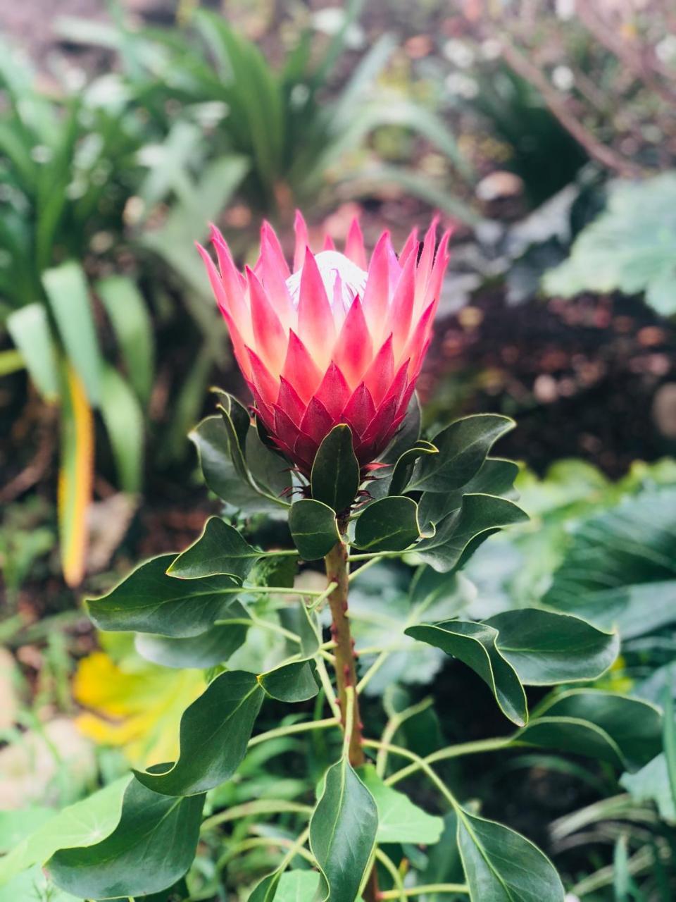 11 Protea Vila Knysna Exterior foto